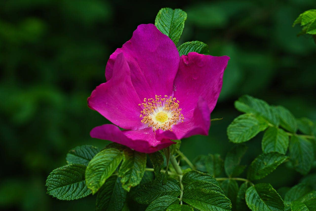 Close-up of a vibrant magenta wild rose bloom with yellow stamens at its center, surrounded by serrated green leaves. The simple five-petaled flower stands out vividly against the dark green blurred background