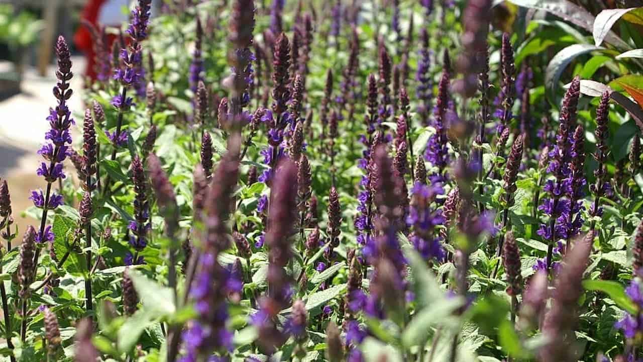 Purple salvia flowers with tall spiky stems growing densely among green foliage in a sun-dappled garden setting