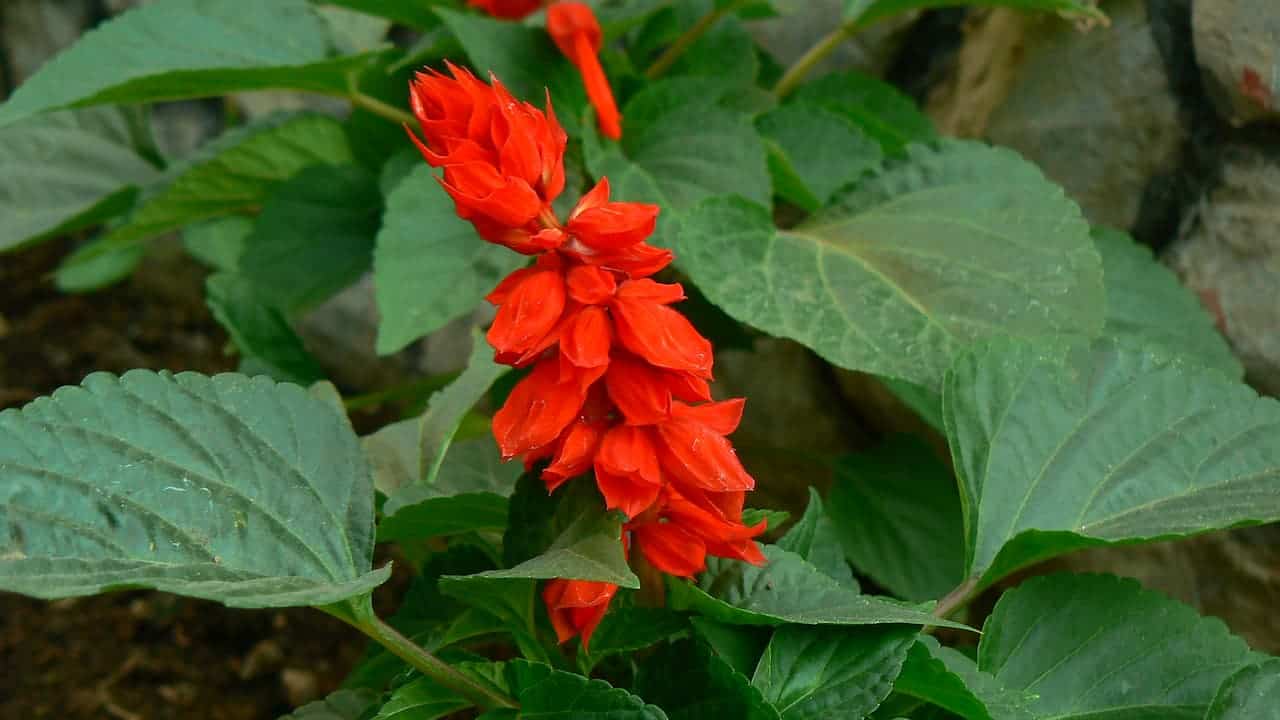 Bright sage hybrid flower spike growing upright among large green serrated leaves, with soil and stones visible below
