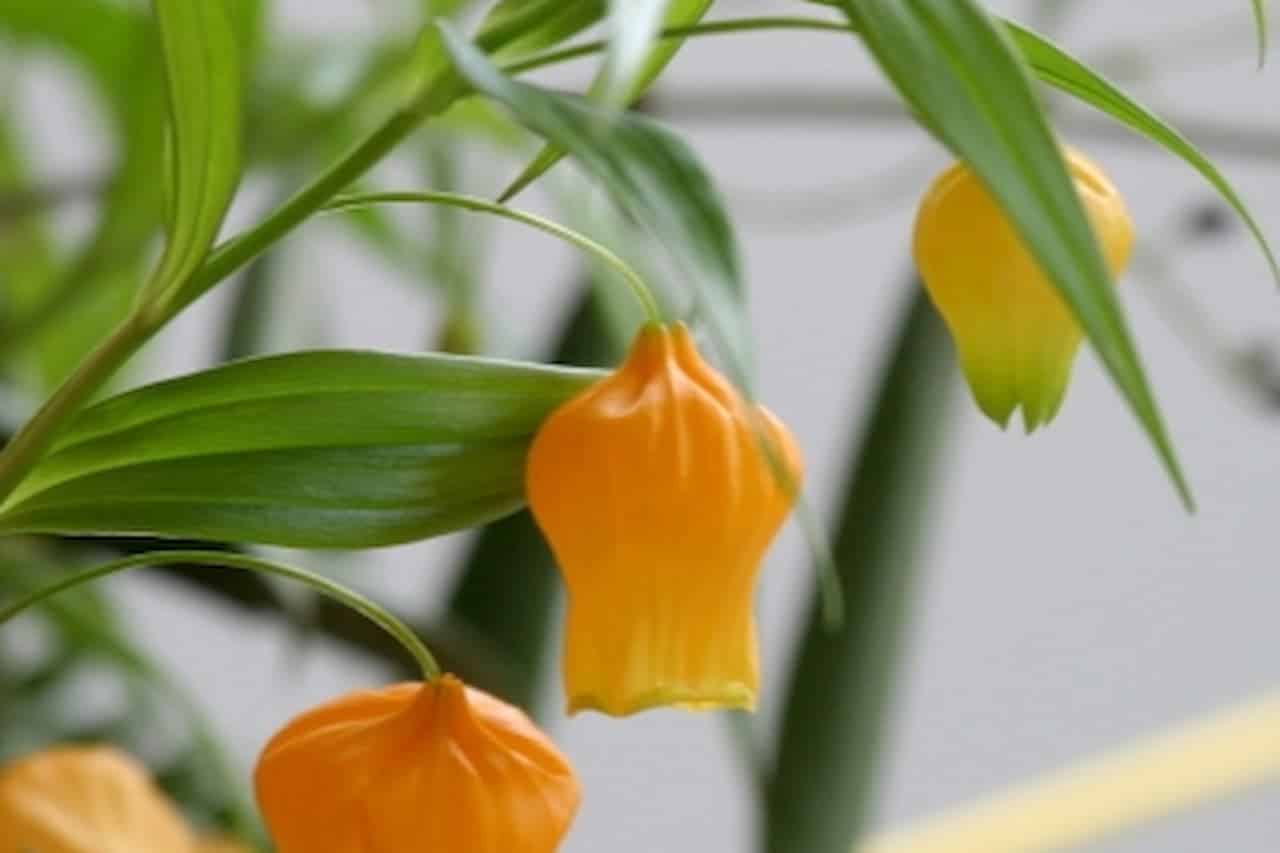 Orange and yellow bell-shaped Sandersonia flowers hanging from slender green stems with narrow linear leaves against blurred background
