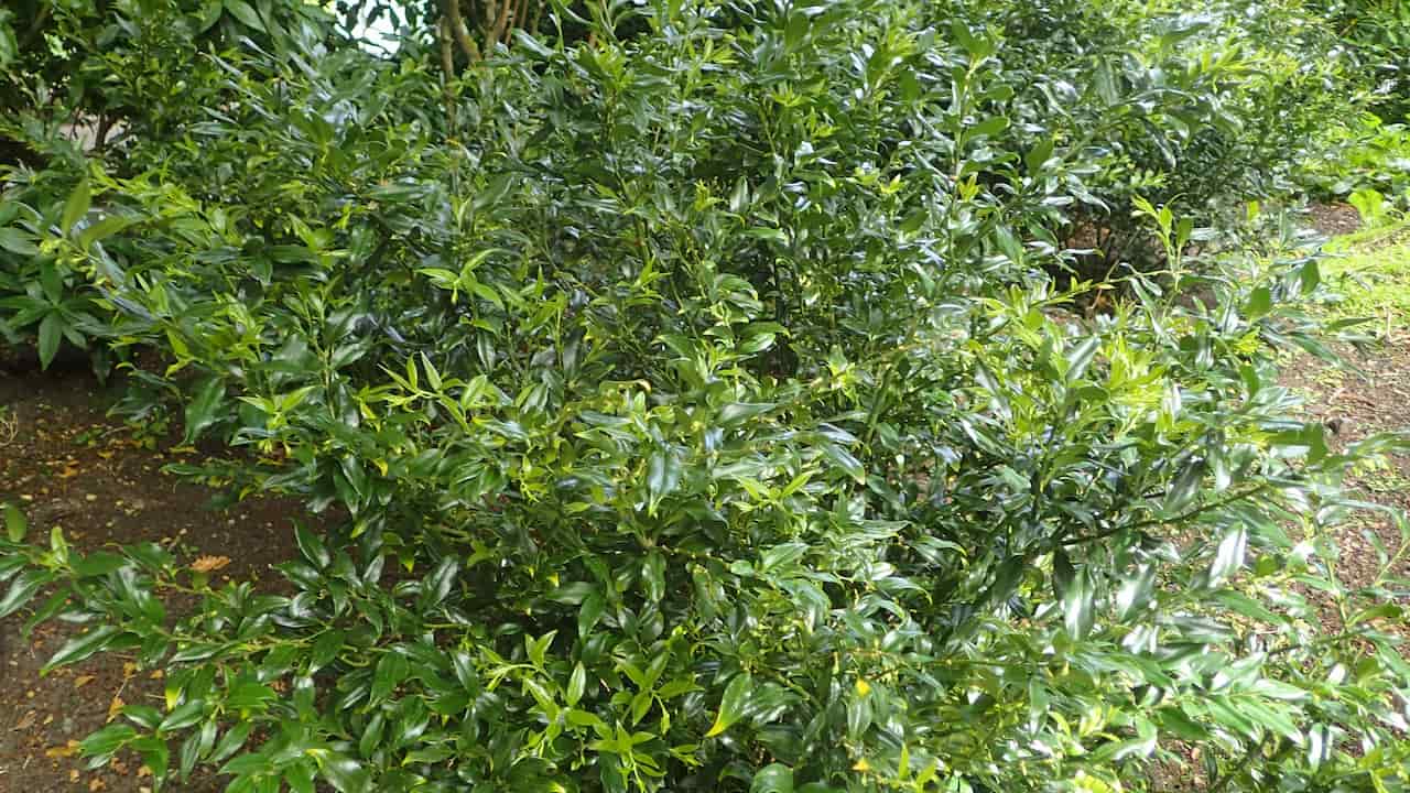 Dense shrub with glossy dark green leaves growing in a shaded garden area, known as sweet box (Sarcococca confusa)