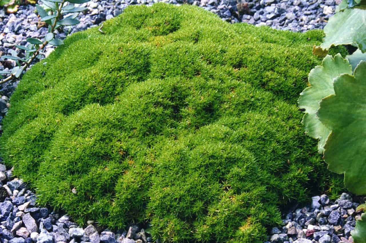 Mounded bright green Scleranthus moss-like carpet growing on gray gravel, with plant foliage partially visible at edges of frame