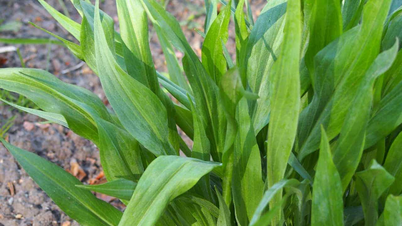 Green leafy plant of Scorzonera hispanica (black salsify) growing in garden soil