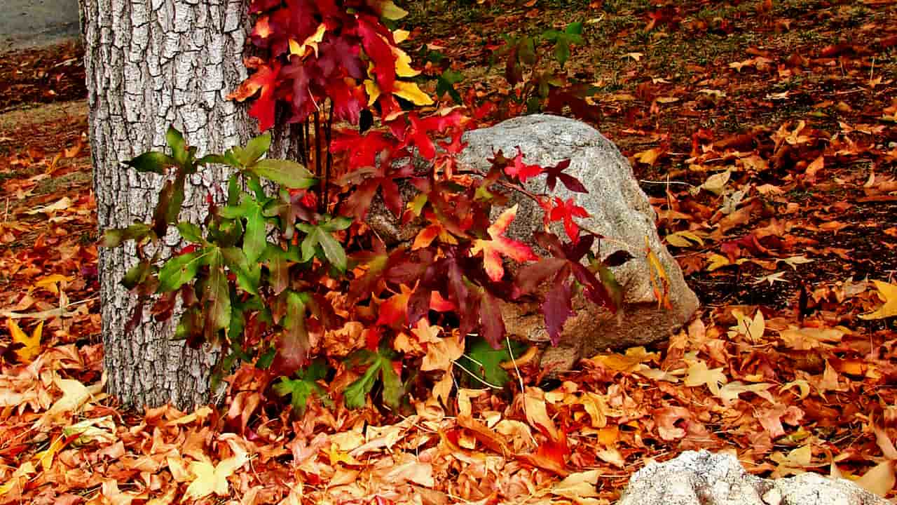 Scattered farm debris including broken wood pieces, old tools, dried plant material, and miscellaneous discarded items lying on bare soil or a rustic farm surface, outdoors with natural light
