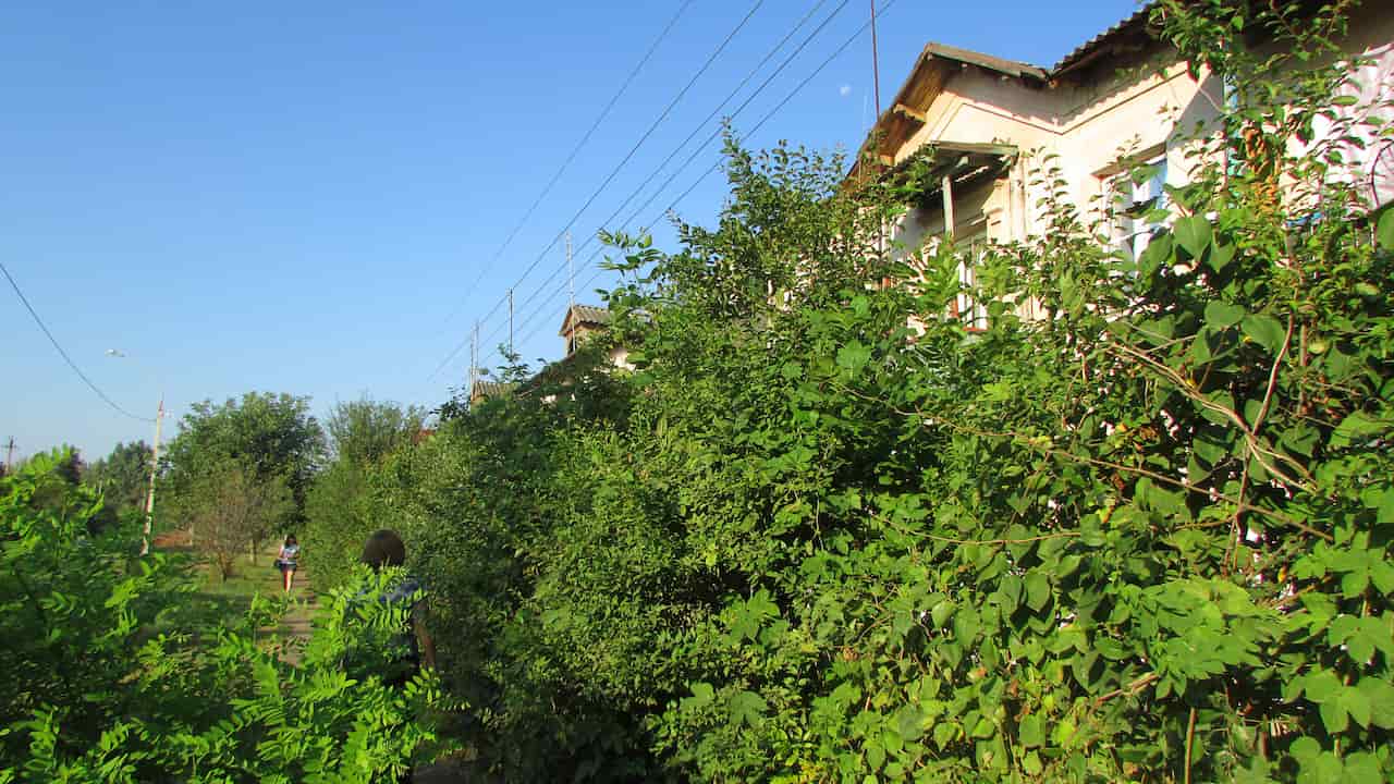 Dense shrubbery planted near houses, with green leaves and branches providing natural privacy and landscaping around residential buildings