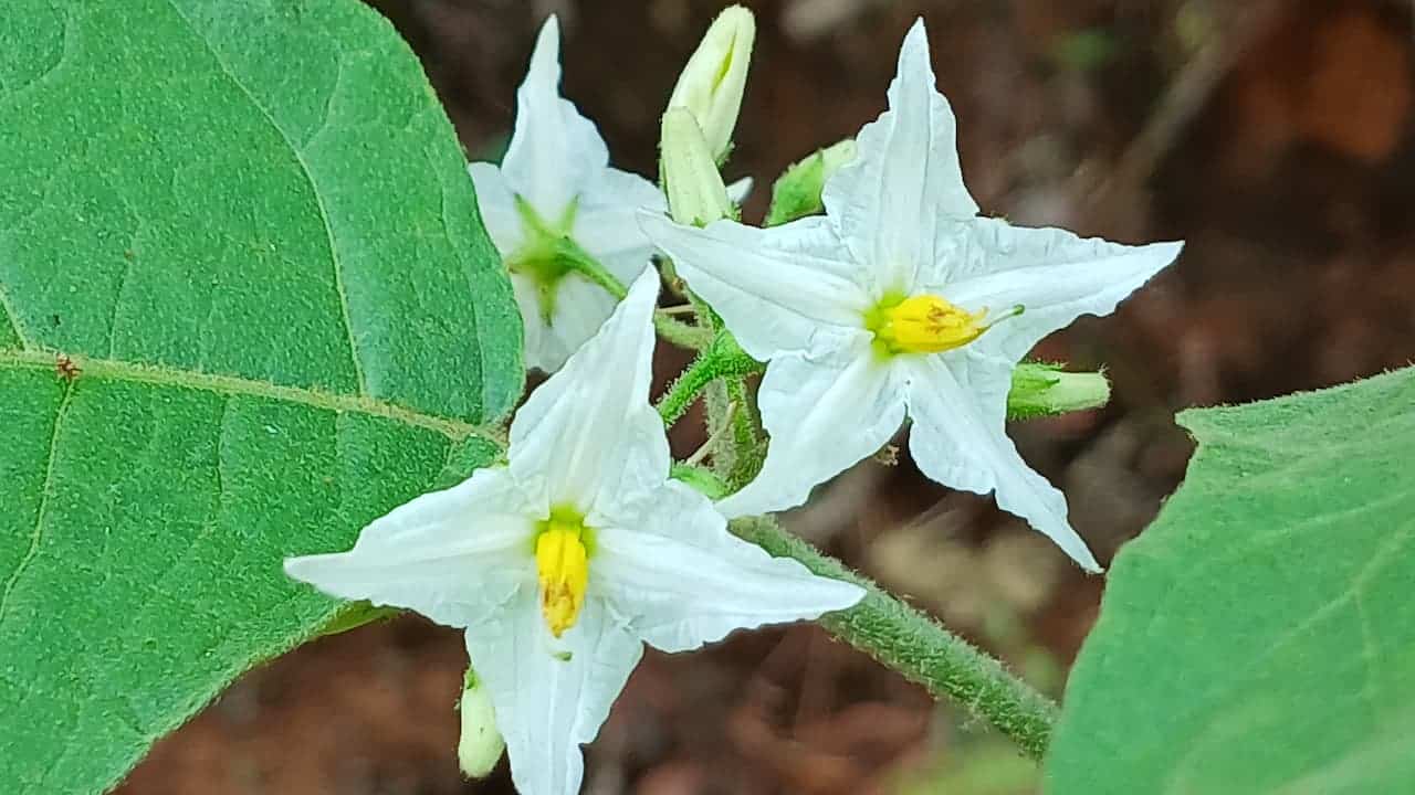 A close-up of a horse nettle plant with green leaves, small spiky hairs, and yellowish-white flowers or buds, growing naturally outdoors