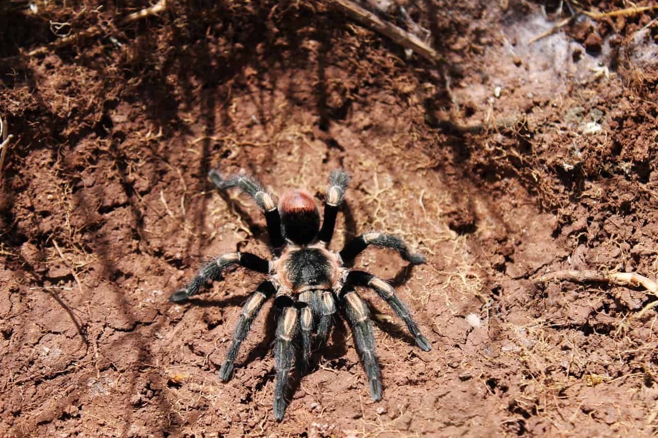 Tarantula with black and white striped legs and reddish-black body standing on bare reddish-brown soil, viewed from above