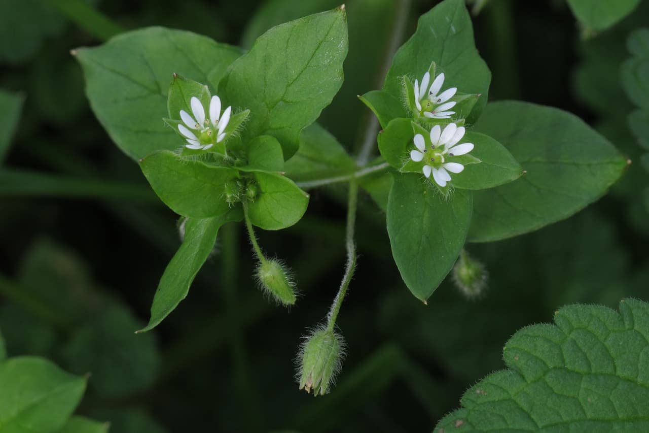 Small white wildflowers of chickweed with hairy seedpods growing among pointed green leaves against dark background.
