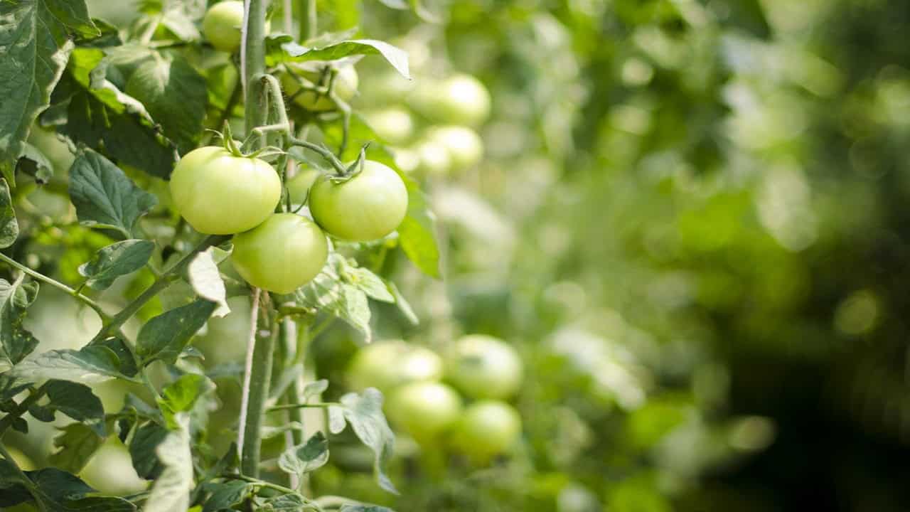 Strawberries planted with tomatoes