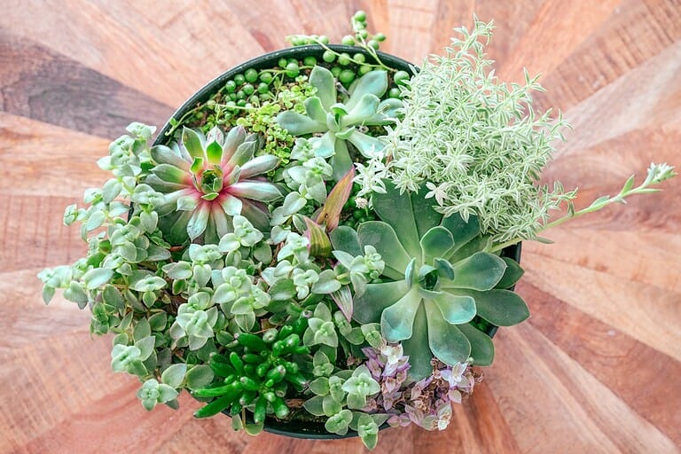 Assorted succulent plants in a round pot, various leaf shapes and colors, placed on a wooden surface, top view