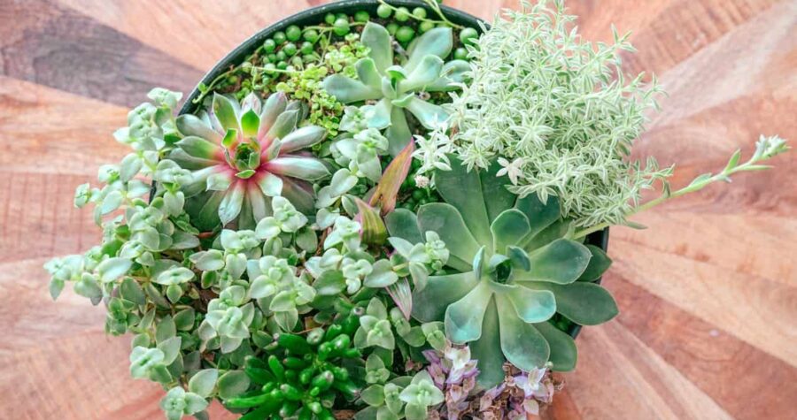 Assorted succulent plants in a round pot, various leaf shapes and colors, placed on a wooden surface, top view