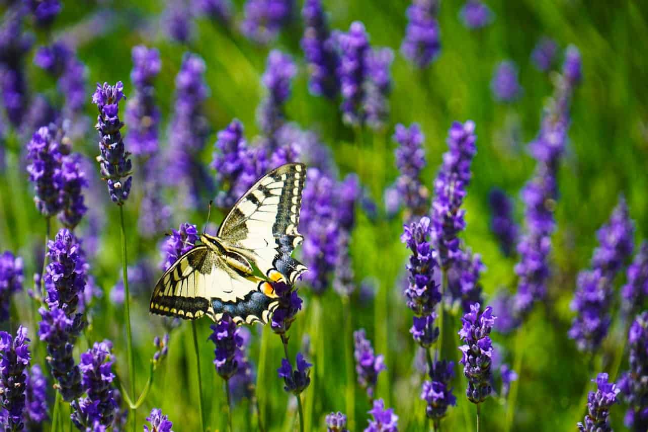 Swallowtail butterfly with cream and black patterned wings perched on lavender flower, surrounded by purple lavender blooms against bright green background