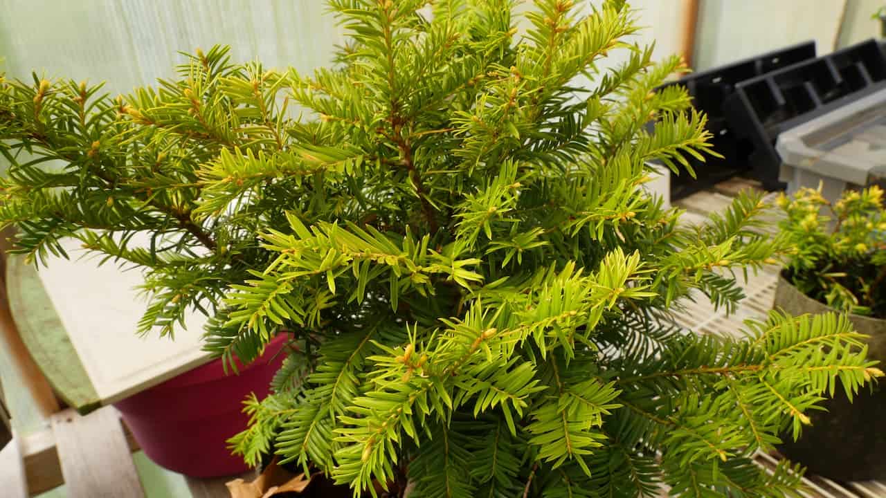 Taxus cuspidata 'Dwarf Bright Gold' plant with bright green needle-like foliage in red container, sitting on indoor surface