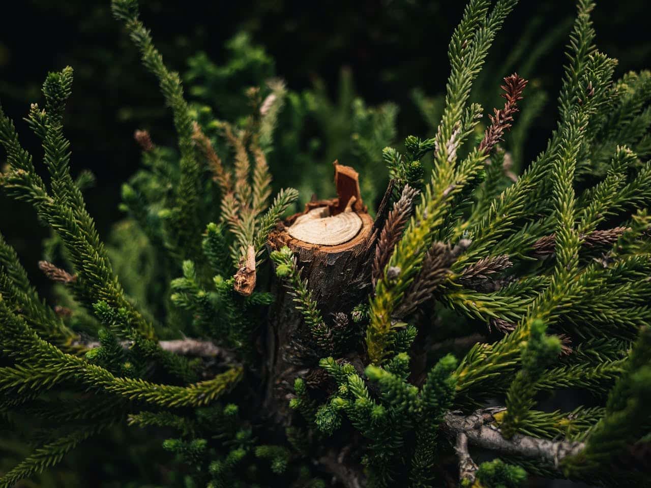 Freshly cut tree stump surrounded by vibrant green conifer branches, forest undergrowth, pine needles in sharp focus, natural woodland setting