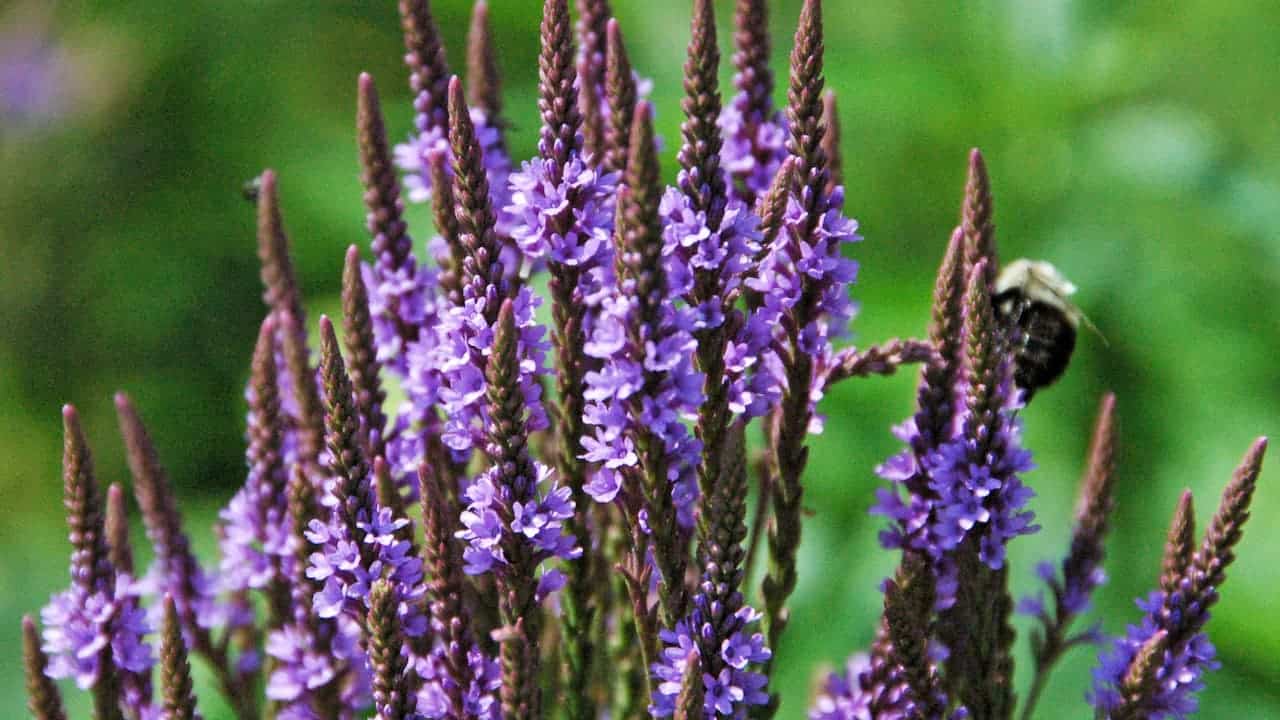 Purple American Blue Vervain flowers on tall brown spikes with small bee pollinator visible on right side against blurred green background
