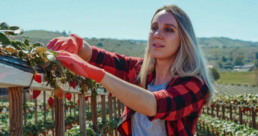 Vertical Gardening Strawberries