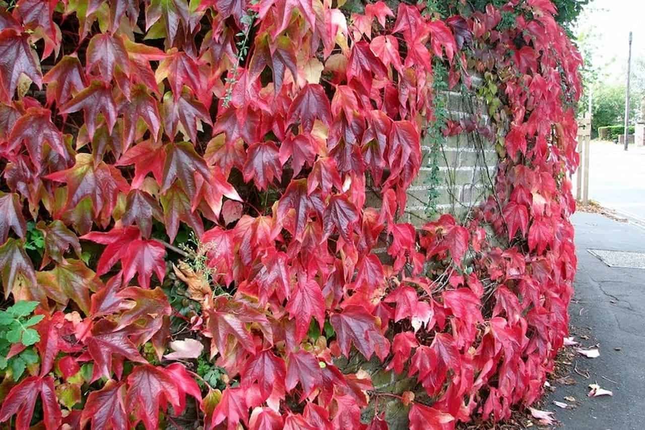 Virginia creeper vine with bright red autumn foliage covering a wall alongside a sidewalk, displaying vibrant fall colors