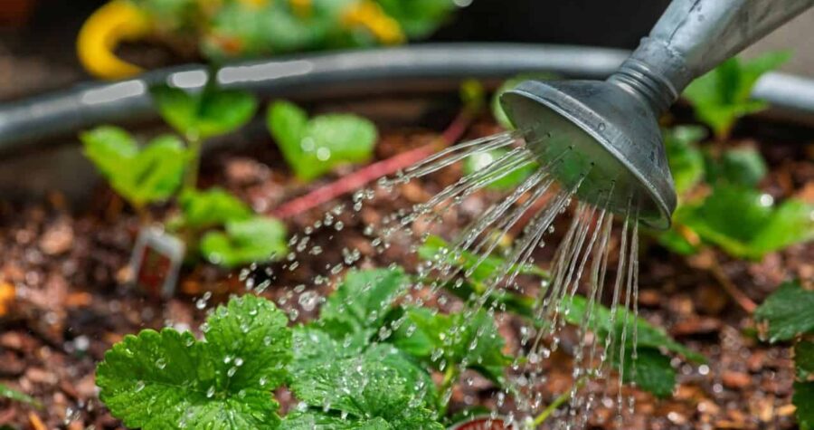 Watering plants
