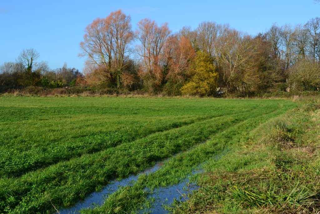 A green grassy field with visible pools of standing water forming wet patches along the ground, surrounded by trees under a clear blue sky