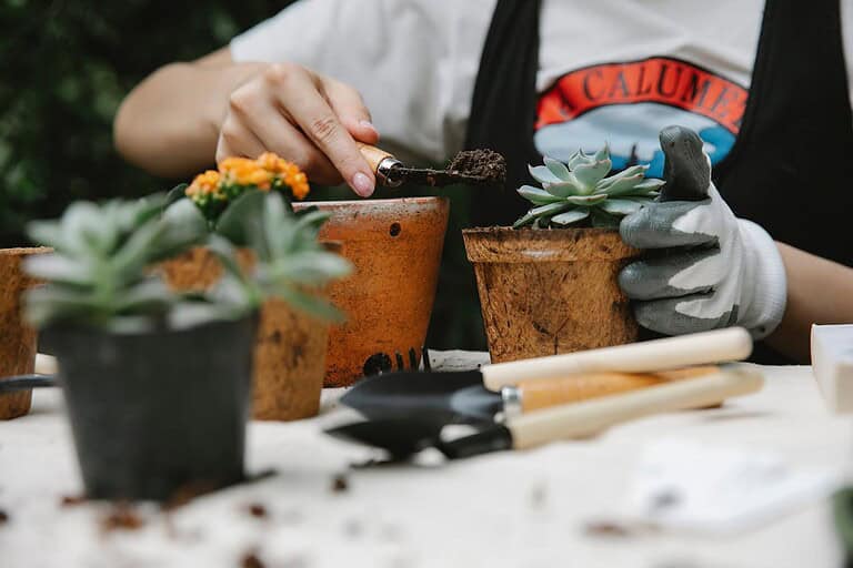 Person wearing gardening gloves and apron adding soil to terracotta pots containing succulents. Various potting tools visible on white surface. Close-up of hands working with small plants and potting materials