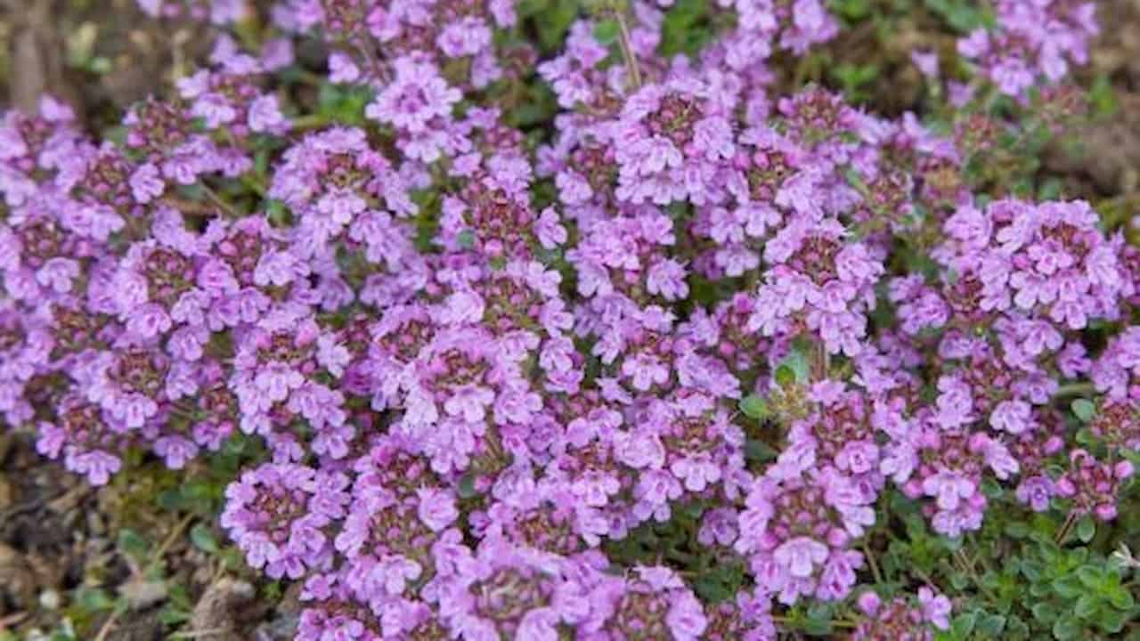 Dense cluster of small, pinkish-purple flowers, growing low to the ground, surrounded by tiny green leaves, thriving in dry soil, ideal for ground cover, used in rock gardens and pathways, attracting pollinators like bees
