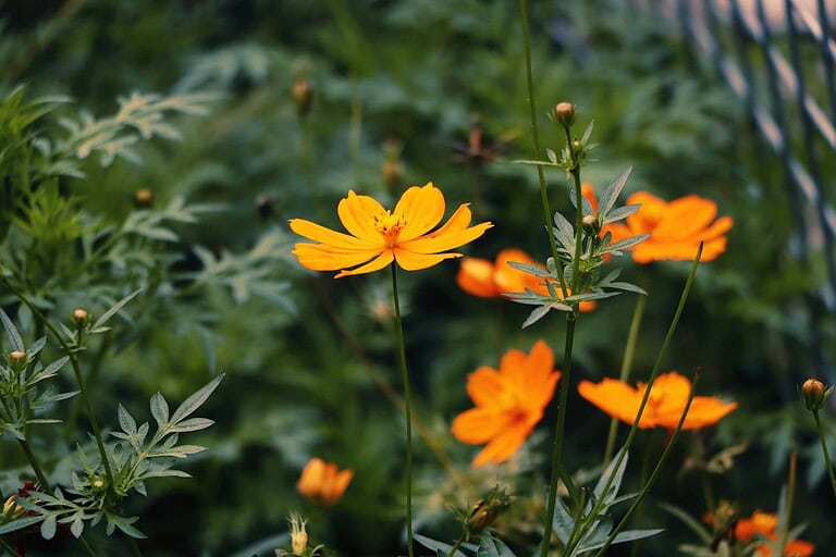 15 Tasks to Prep Your Garden for Summer Bloom