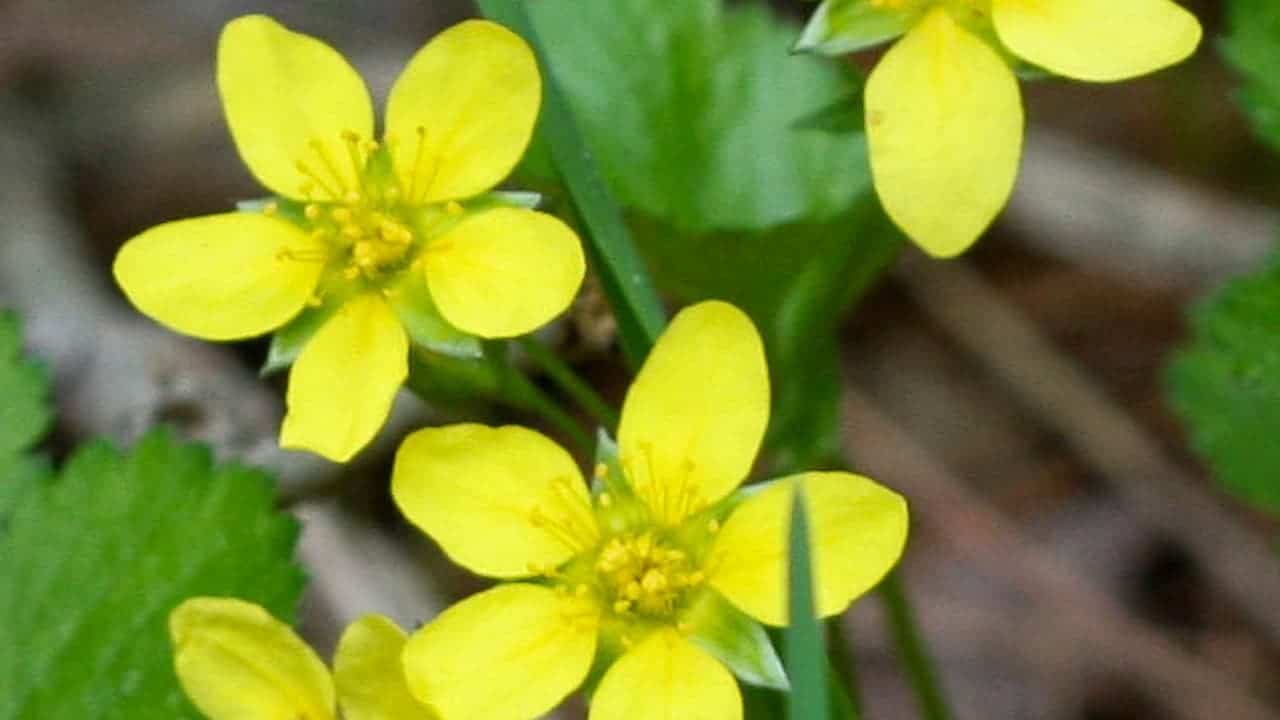 Close-up of small Avens (Geum) flowers with five petals and visible stamens, growing among green leaves in natural setting