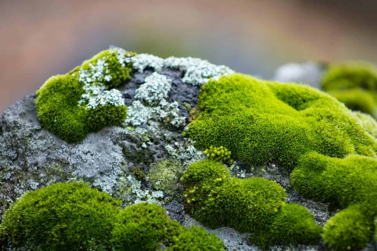 Close-up of vibrant green moss clumps and pale blue-gray lichen growing on dark stone with blurred background.