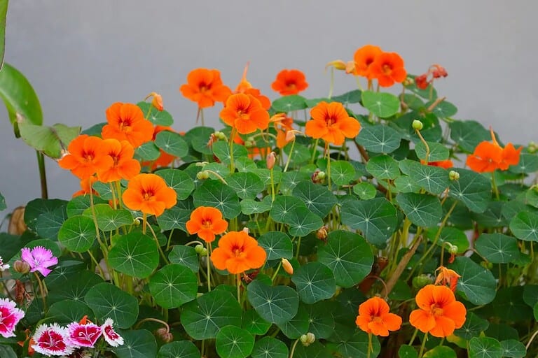 Vibrant orange nasturtium flowers with round green leaves growing in a cluster with pink dianthus blooms visible below