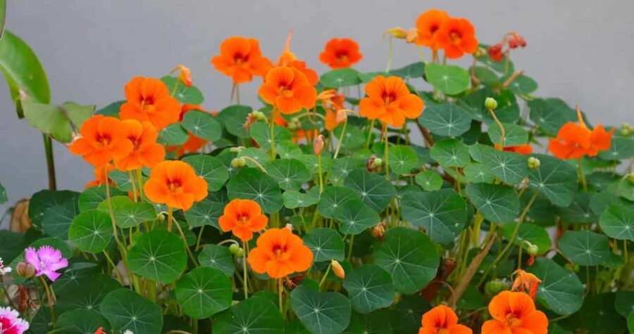 Vibrant orange nasturtium flowers with round green leaves growing in a cluster with pink dianthus blooms visible below