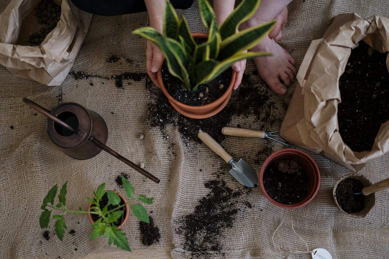 Overhead view of indoor gardening scene, hands holding snake plant in terracotta pot, gardening tools, soil bags, small potted seedling, watering can on burlap cloth