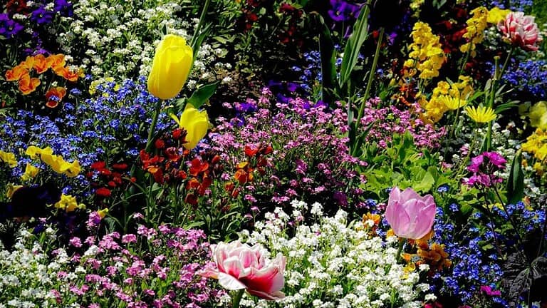 colorful flower garden combination