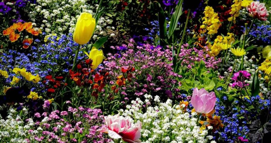 colorful flower garden combination