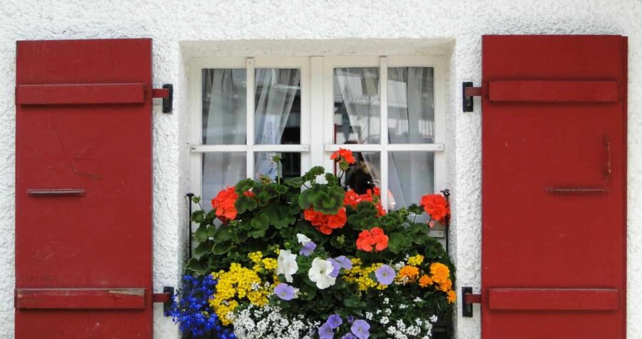 White cottage window with bright red wooden shutters, colorful window box overflowing with red geraniums, purple petunias, yellow marigolds, white alyssum, and blue lobelia flowers against textured white wall