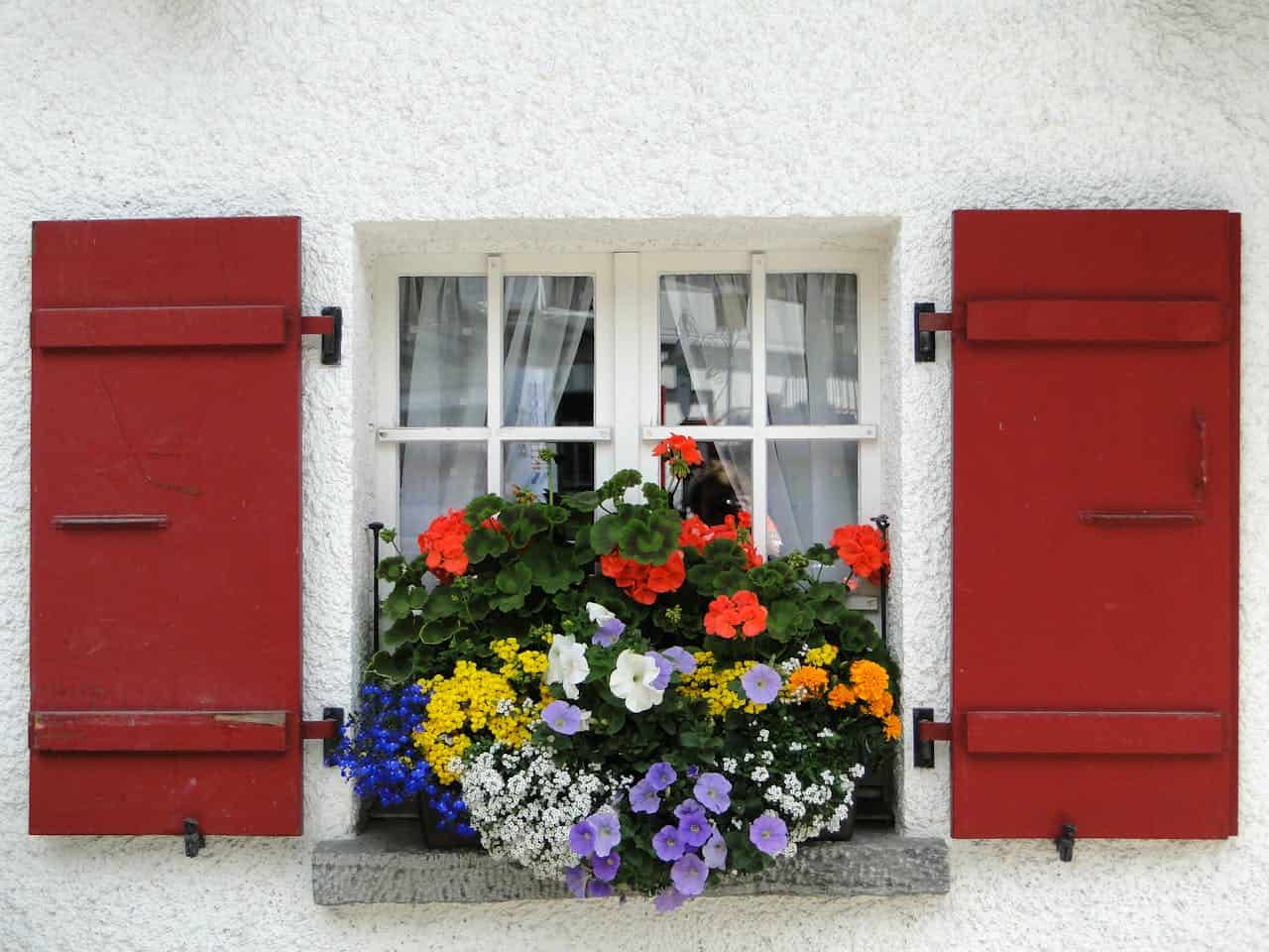 White cottage window with bright red wooden shutters, colorful window box overflowing with red geraniums, purple petunias, yellow marigolds, white alyssum, and blue lobelia flowers against textured white wall