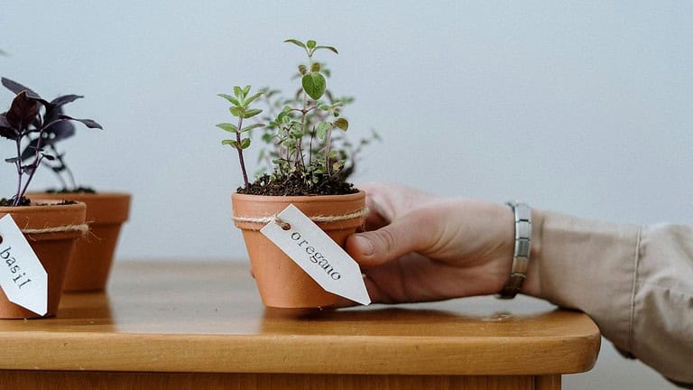 companion planting garden combos vegetables herbs