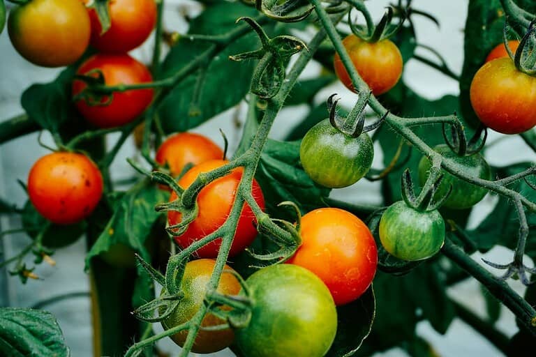 Cherry tomatoes in various ripening stages from green to red growing on vine with green stems and leaves