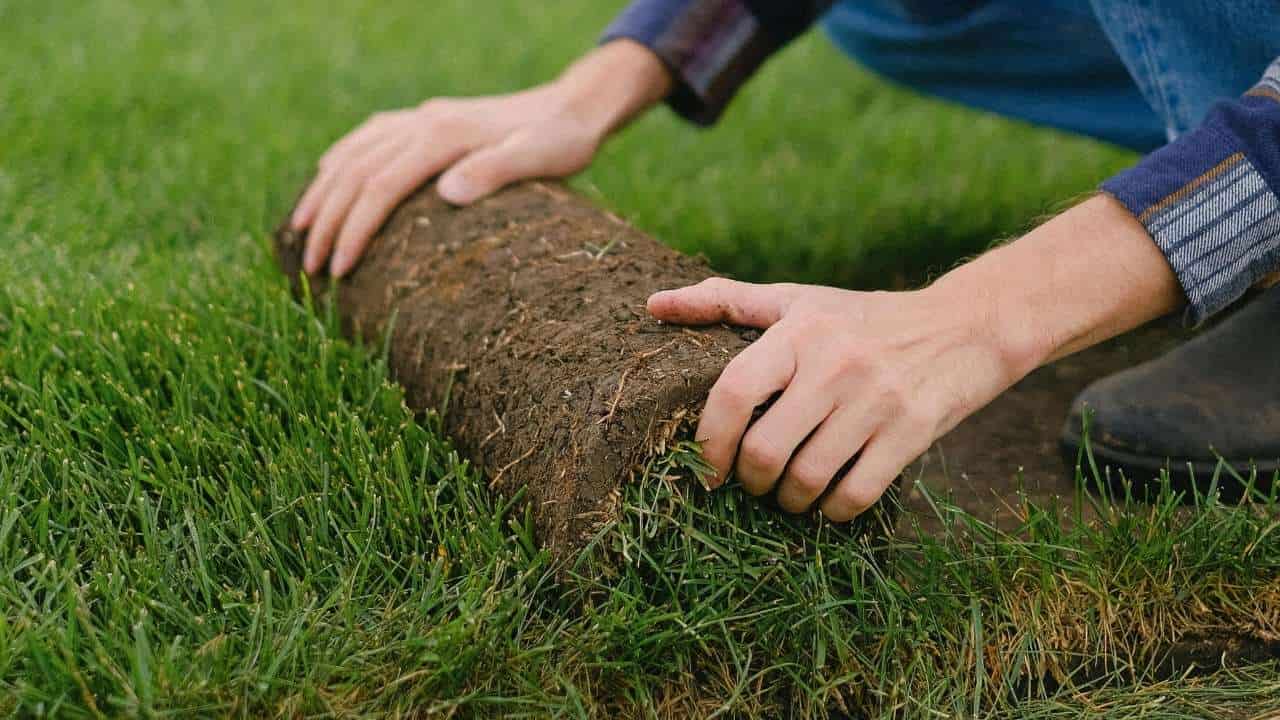 dethatching lawn