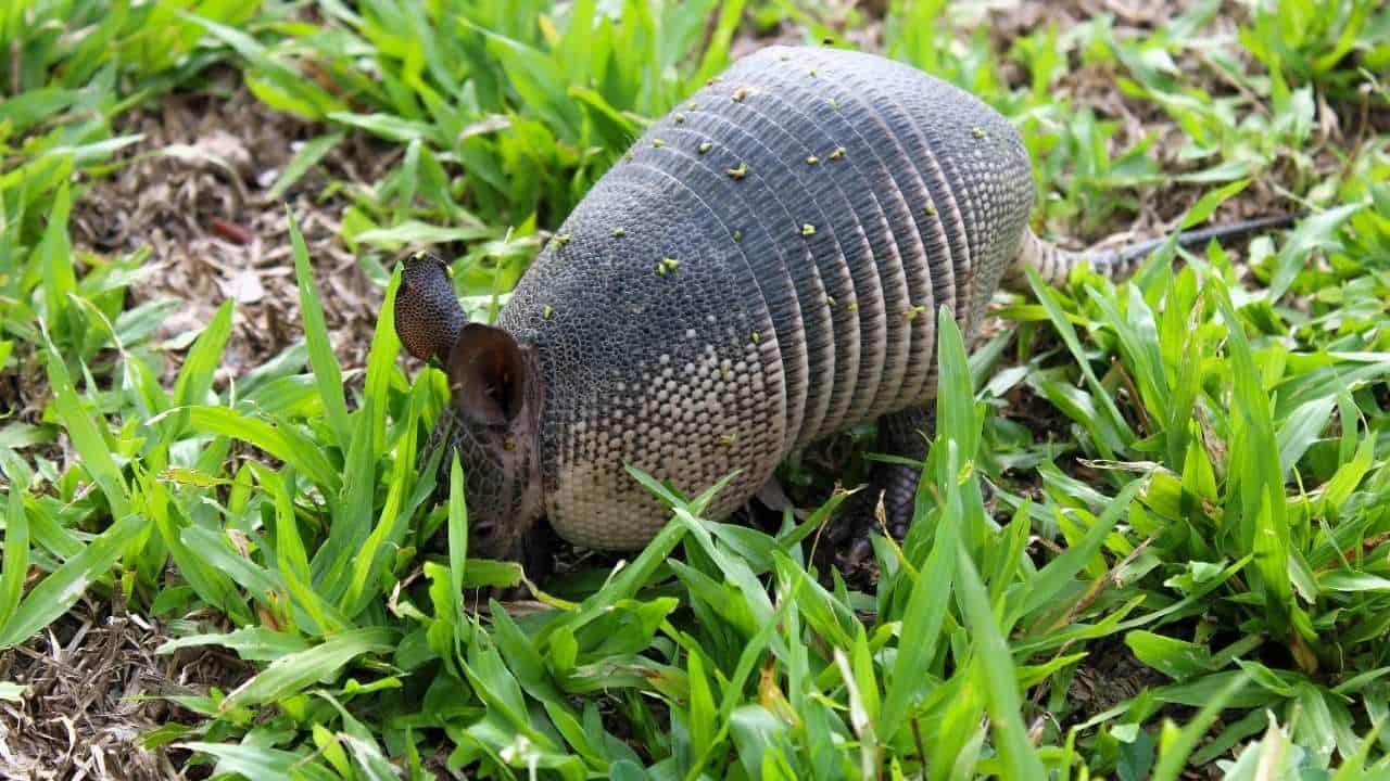 digging animals lawn