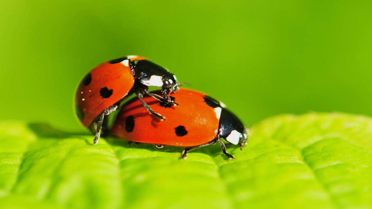 Disturbed mating behaviors