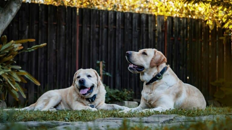 Two dogs lying on grass in front of a dark wooden fence with string lights hanging above