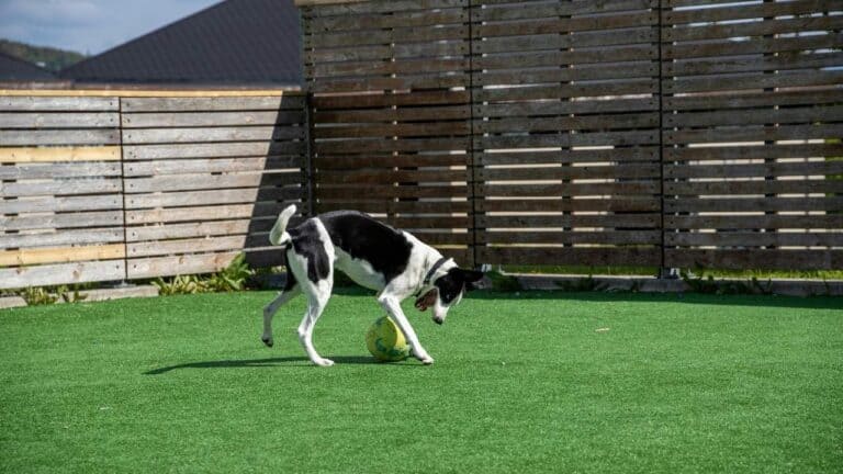 dog playing in fenced backyard
