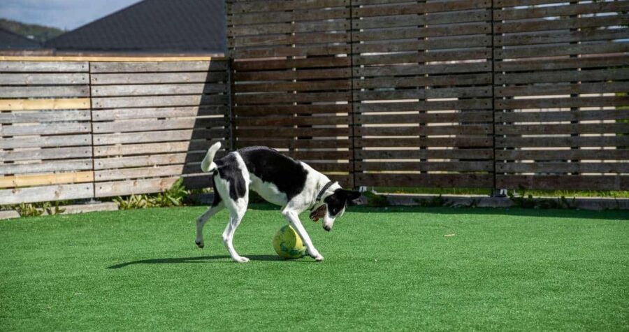 dog playing in fenced backyard