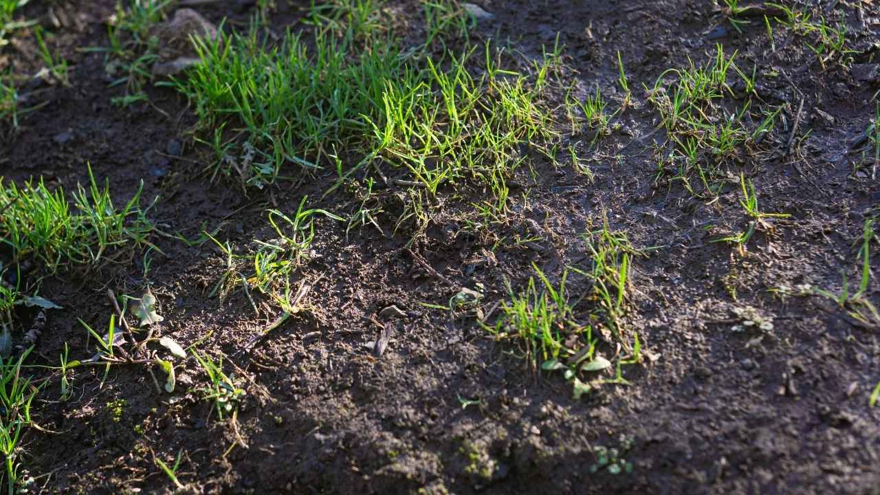 fertilizing lawn overuse