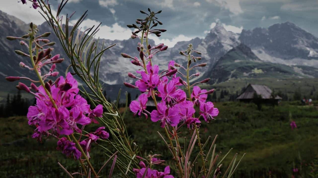 fire resistant plants