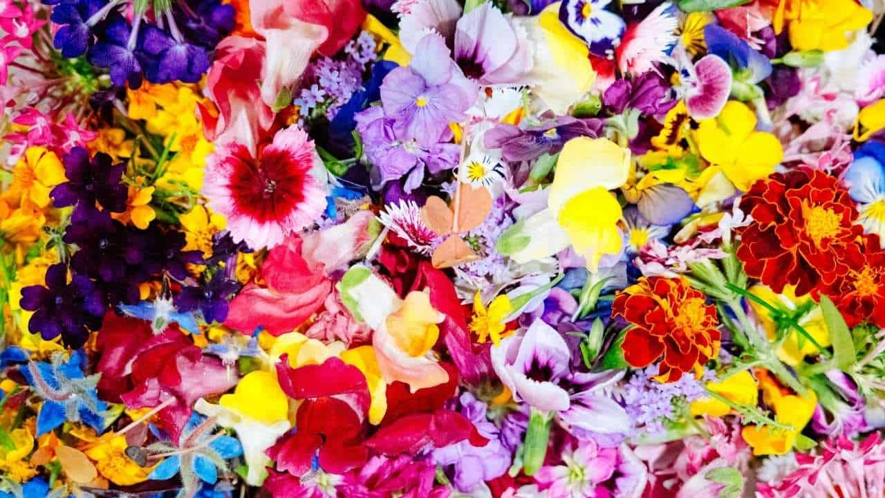 fuchsia petunias lime yellow flowers garden