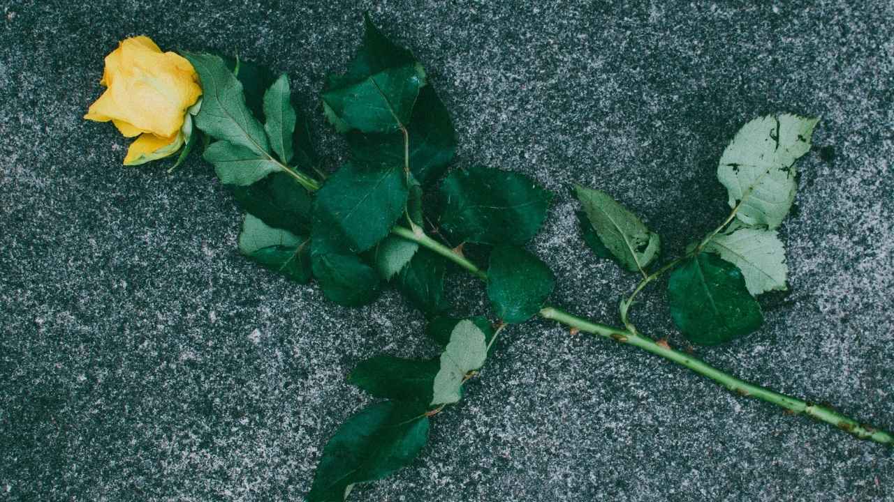 garden covered in concrete