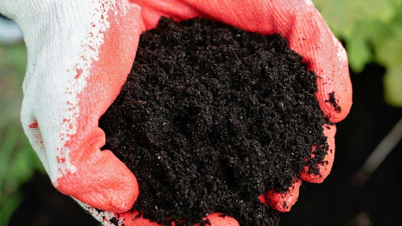 garden mulch around plants soil moisture