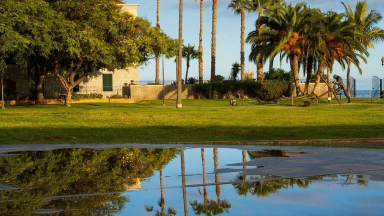 A garden area with visibly waterlogged soil, puddles of standing water among plants, some leaves showing signs of yellowing or wilting due to excess moisture, lush greenery but stressed vegetation
