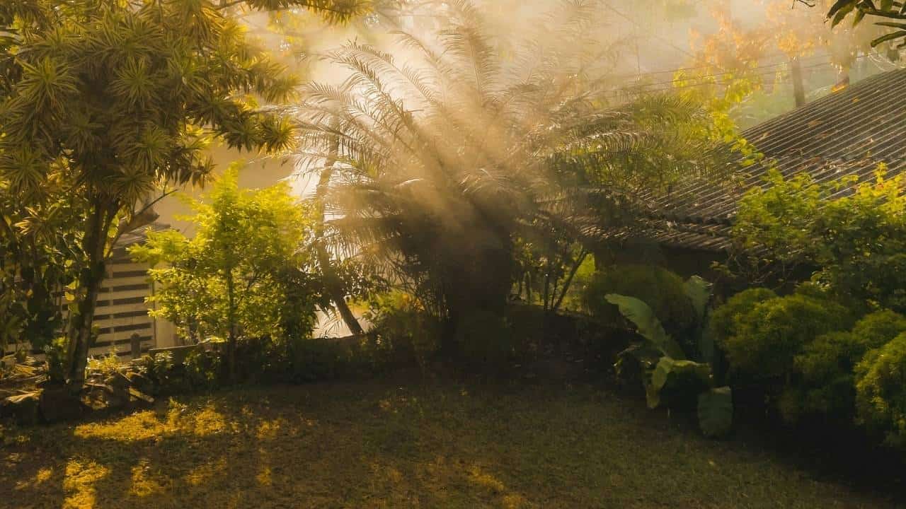 gardening sunlight plants outdoors